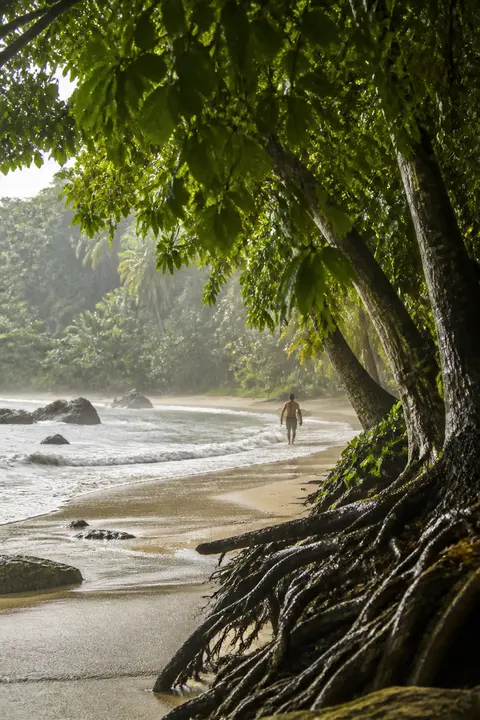 Rainforest Beach with Tangled Tree Roots