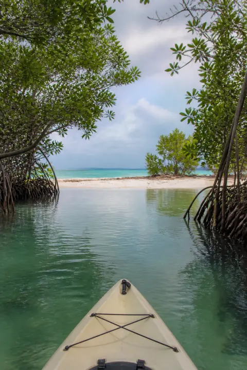 Kayaking Through a Mangrove Lagoon