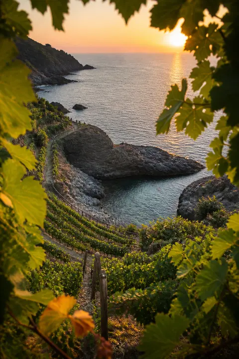 Terraced Coastal Vineyard at Sunset